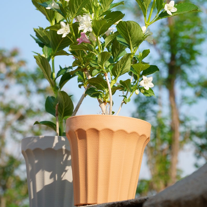 五彩锦带花苗大棵树苗盆栽阳台庭院好养花卉苗木王子锦带耐寒绿植
