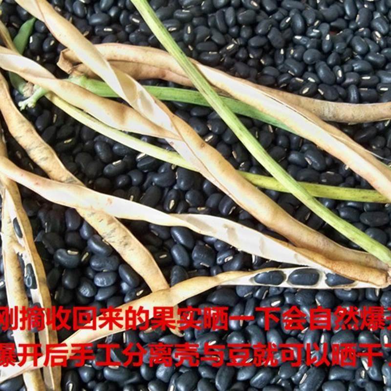 农家当季肾形黑豆马山黑饭豆乌缸豆黑眉豆小黑豆一斤包邮可当种子