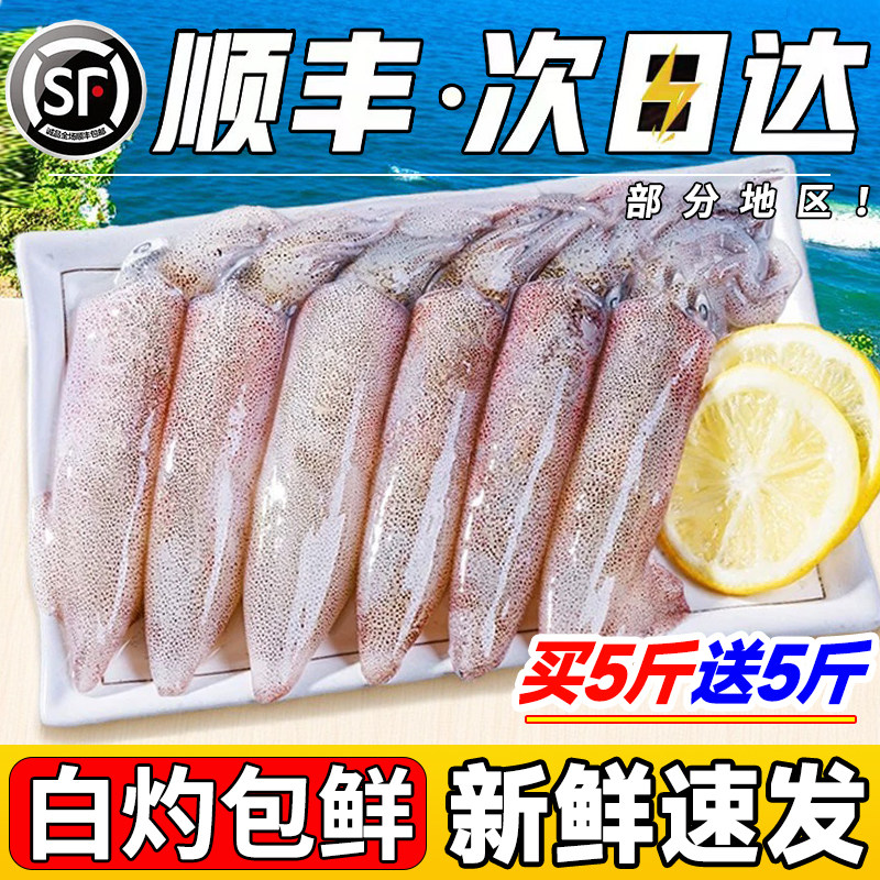 新鲜小管鱿鱼白灼鱿鱼冷冻大鱿鱼大笔管鱼小乌贼海鲜水产鲜活生鲜
