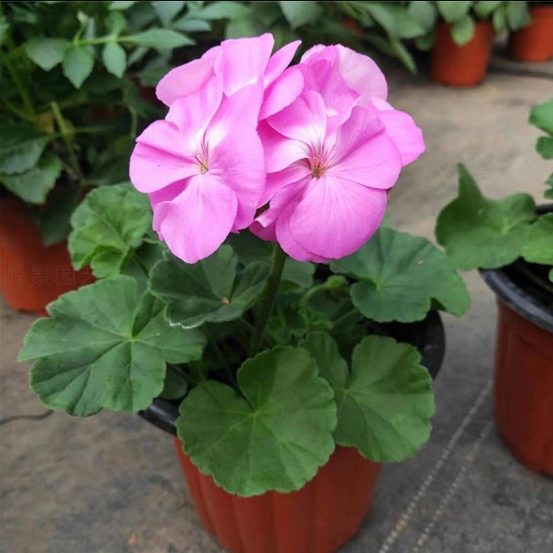 重瓣天竺葵盆栽花苗带花苞四季开花不断洋绣球苗室内阳台好养花卉