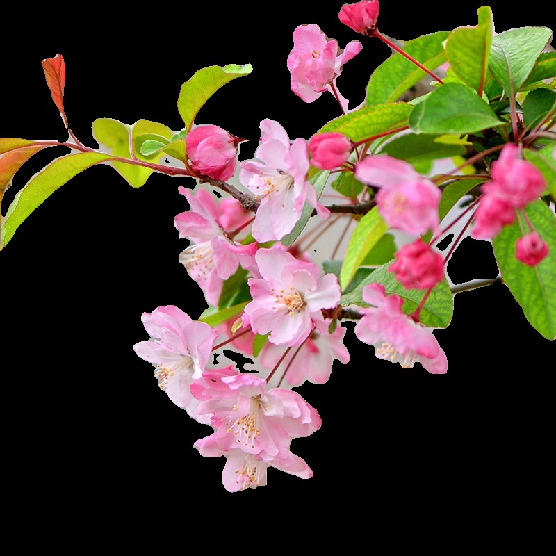 垂丝海棠花树苗盆栽地栽嫁接高杆大苗原盆土带花苞发货好养耐寒