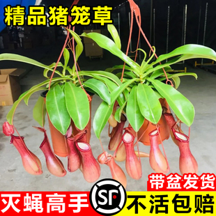 猪笼草捕蝇草大号盆栽阳台庭院食虫驱蚊植物室内趣味花卉绿植吊盆