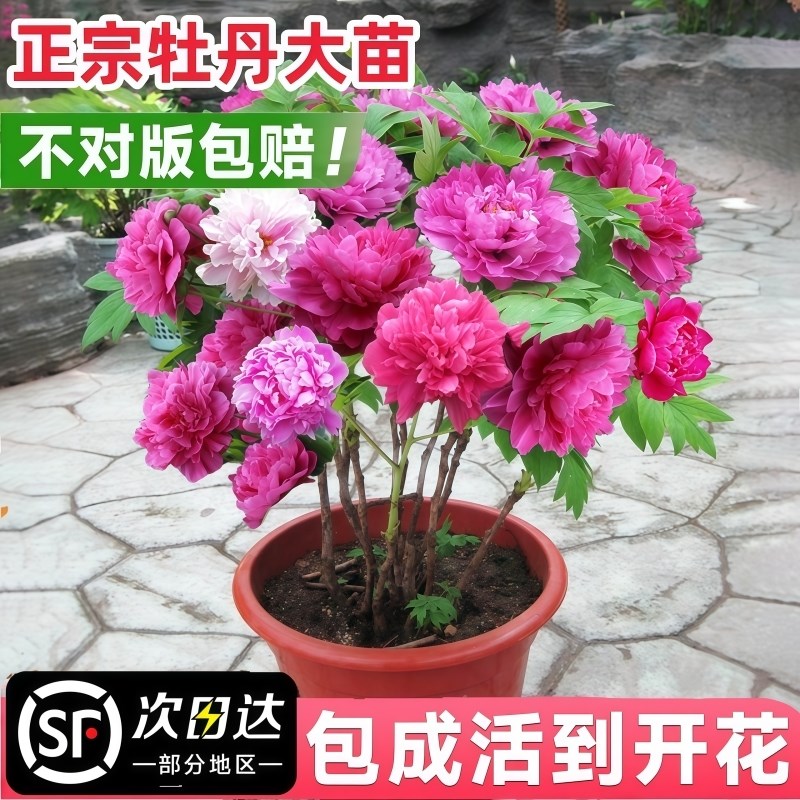 速发牡丹花苗盆瓣洛正宗大苗花种老桩庭花院卉重栽室内外牡丹花