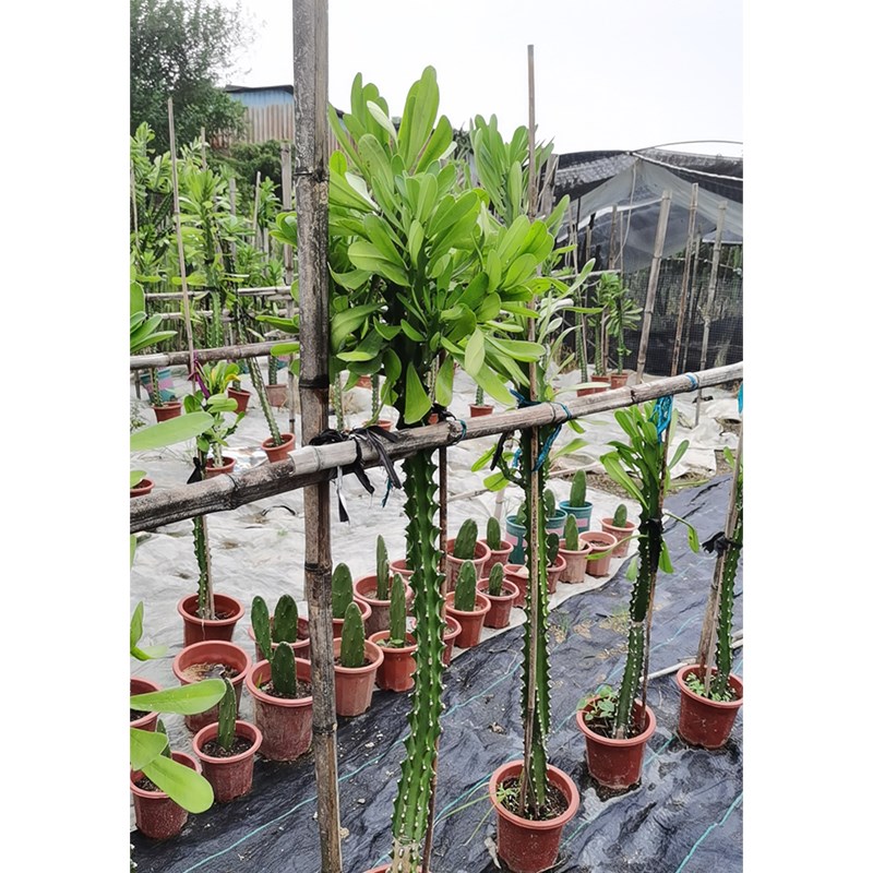 速发霸王鞭植物骨仙人柱量天尺植金刚杵稀有仙人掌类大型刺物龙