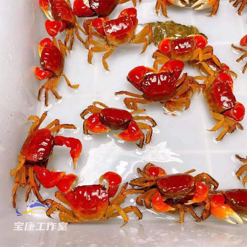 速发泰国财相手蟹淡蟹蟹观赏水 迷你辣椒蟹 螃蟹发 蟹 红螯