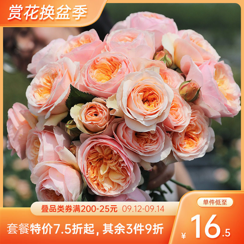 速发海蒂的卉园月季花苗果汁台色丽叶蓝朱阴雨爬藤植物花花盆栽