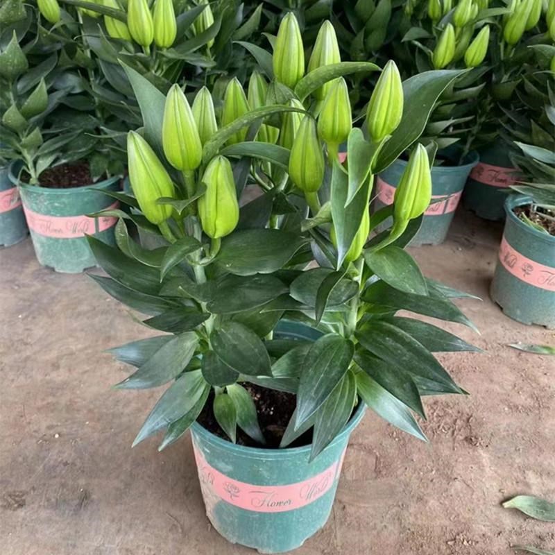 速发植合盆花栽带花苞四季开花台庭院花卉百物室内花苗好养