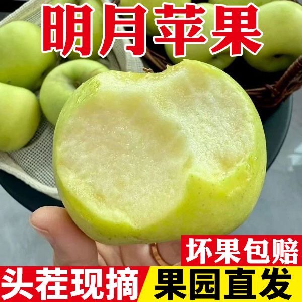山东明月苹果新鲜水果当季