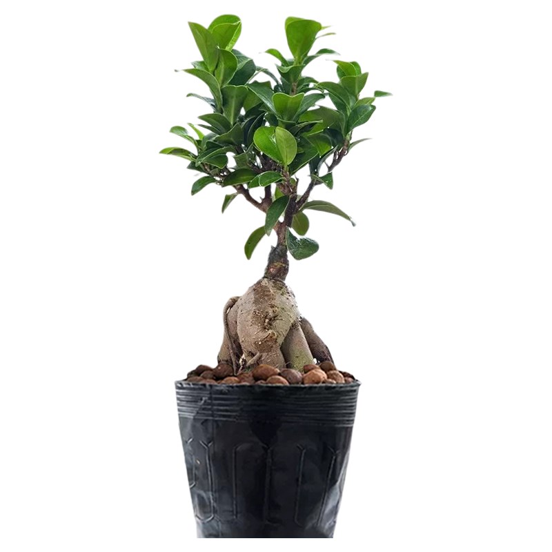 大榕树盆景办公室内桌面客厅绿植物花卉人参榕四季常青小榕树盆栽