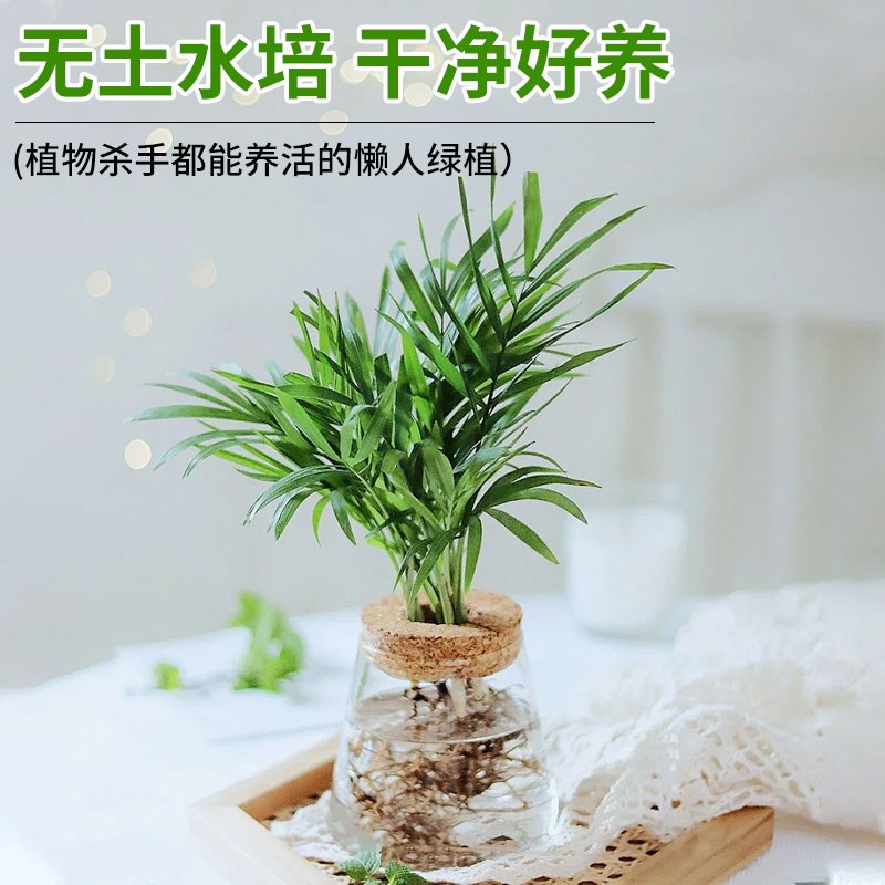 袖珍椰子水培植物富贵椰子盆栽绿植室内水养花卉散尾葵观叶小盆景
