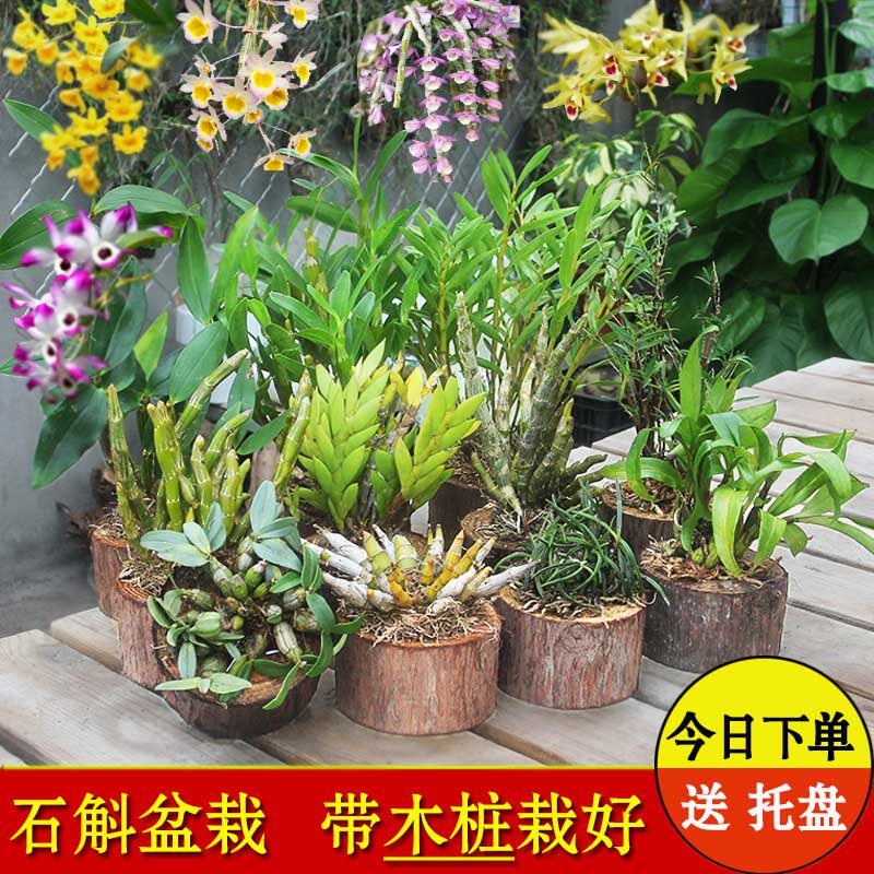 石斛盆栽带桩栽好铁皮鼓槌球花金钗报春玫瑰黄橙兰花苗桌面植物