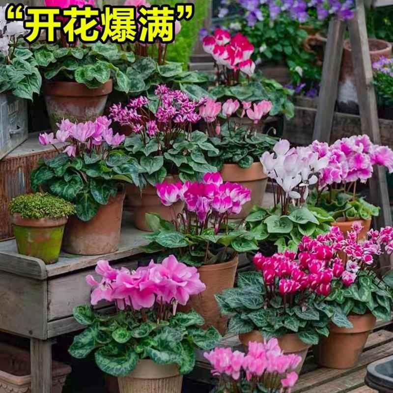 仙客来盆栽带花四季开花客厅盆景好养大花室内外耐寒年宵花卉绿植