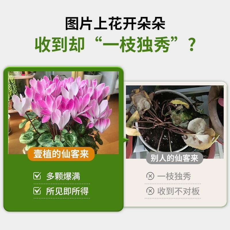 仙客来盆栽带花苞四季开花蝶衣重瓣年宵大花好养室内阳台观花植物