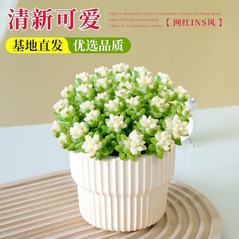 新玉缀锦玉坠多肉植物组合桌面盆栽绿植花卉群生多头老桩大颗好养