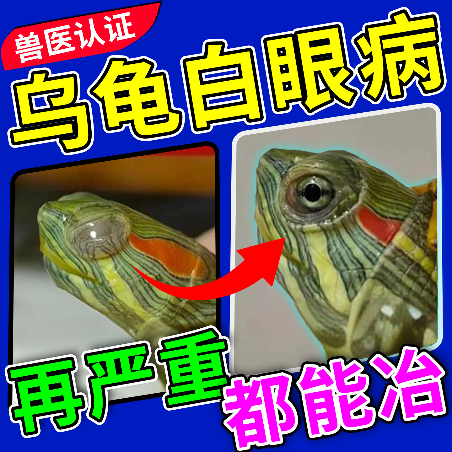【乌龟白眼3天好】正品龟眼宝