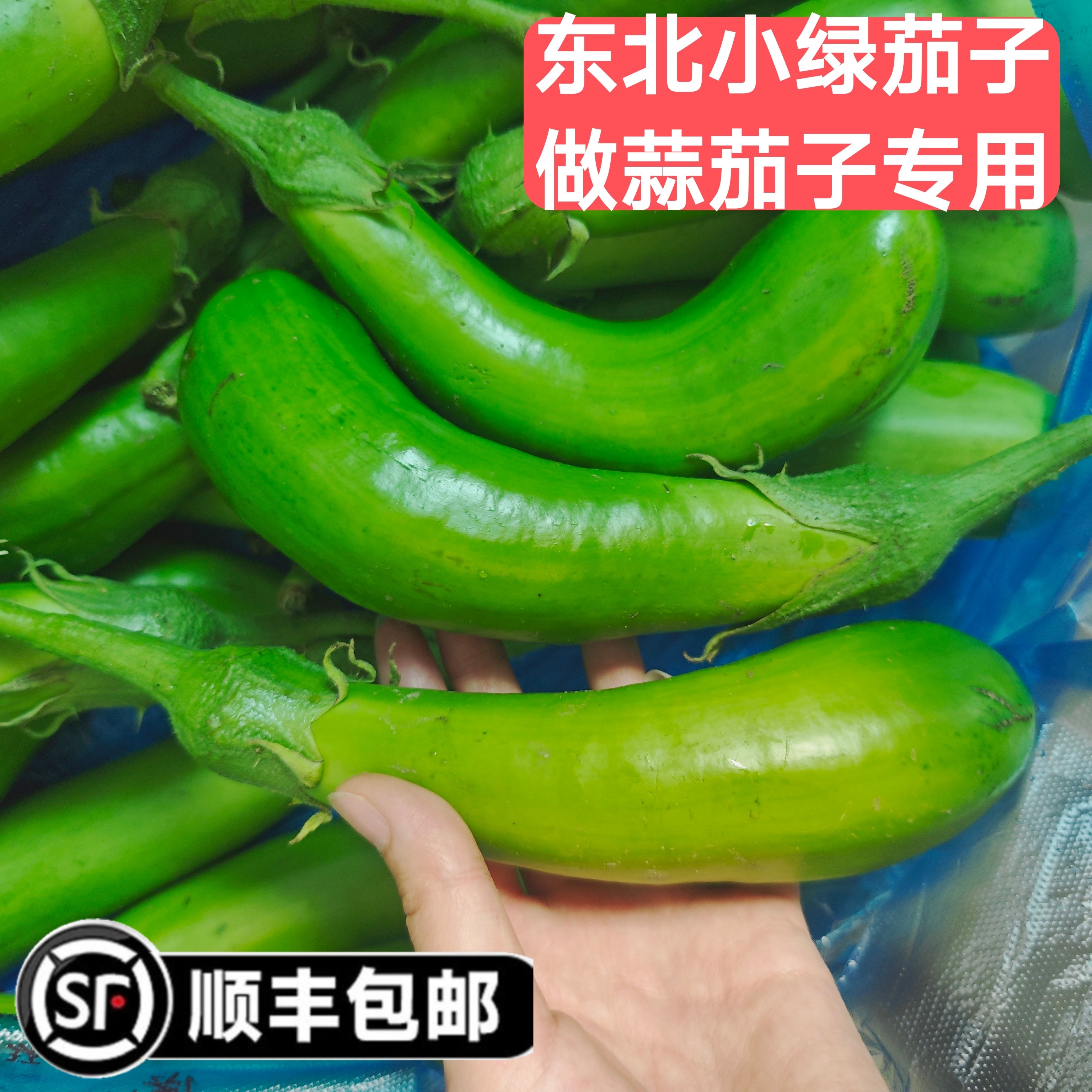 【顺丰包邮】东北绿茄子 白城线茄子 小绿茄子 做蒜茄子专用