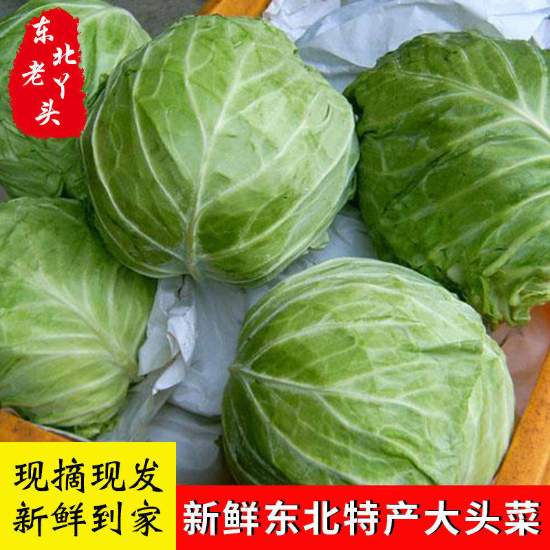 东北新鲜包菜农家自种甘蓝菜圆白菜，当季蔬菜，卷心  包心菜包邮