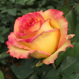 速发月季 开花玫瑰盆 花苗特大花浓香庭班斯花卉植台室内阿院物四季