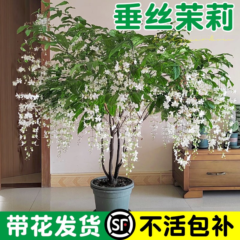 速发垂风茉莉盆栽带花苞台四内垂吊花卉绿植物泰国丝车茉莉室季开