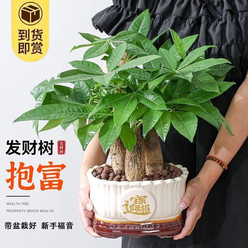 速发大盆三杆发财季盆栽绿植带盆栽好室内办公室四树常青好物植养