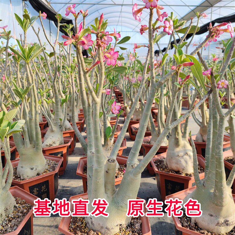速发沙四玫瑰阿拉伯原生盆栽老桩多肉植物开卉室内台绿植漠季花花
