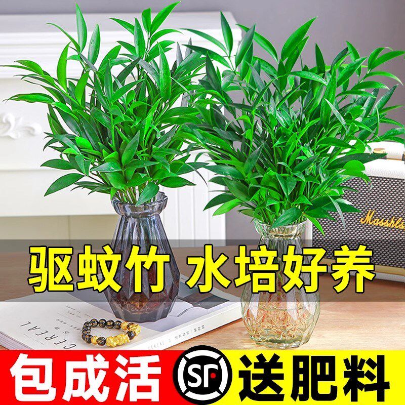 速发驱蚊竹柏水培植室室内季栽绿植办公物桌面水养花卉四盆常青好