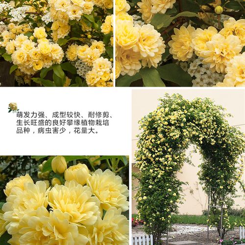 黄木香花苗爬藤植物别墅庭院耐寒花卉四季K开花浓香红黄木香花盆