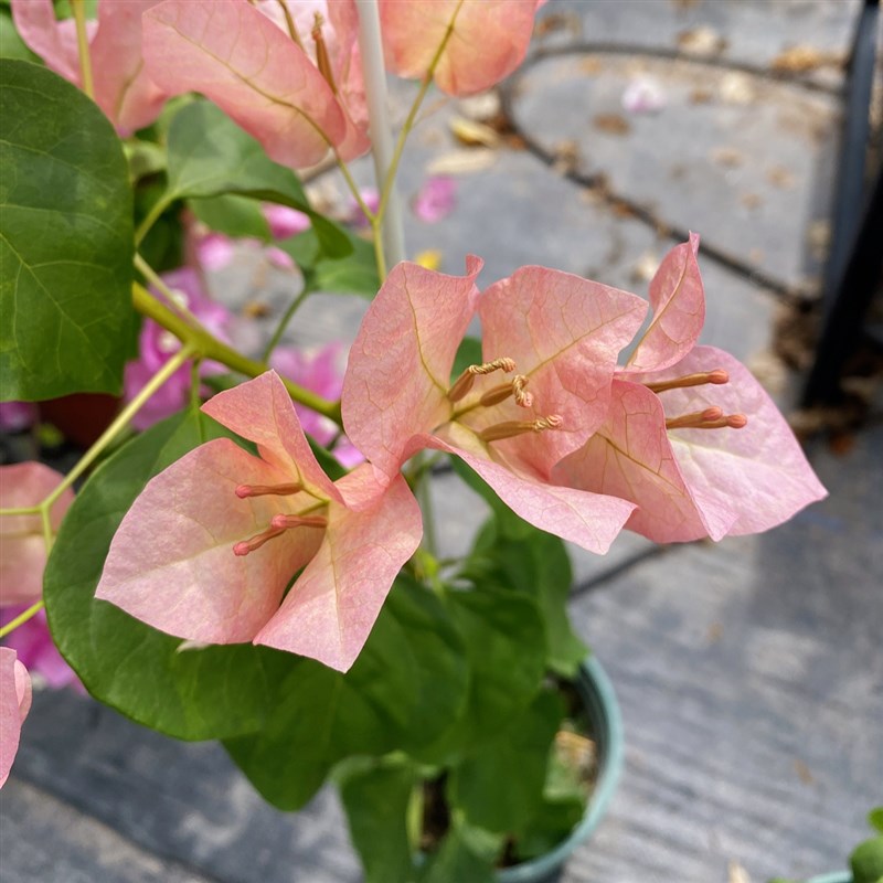 落日日落三角梅原生苗粗杆子 (可看苗情 可选.苗)包对版