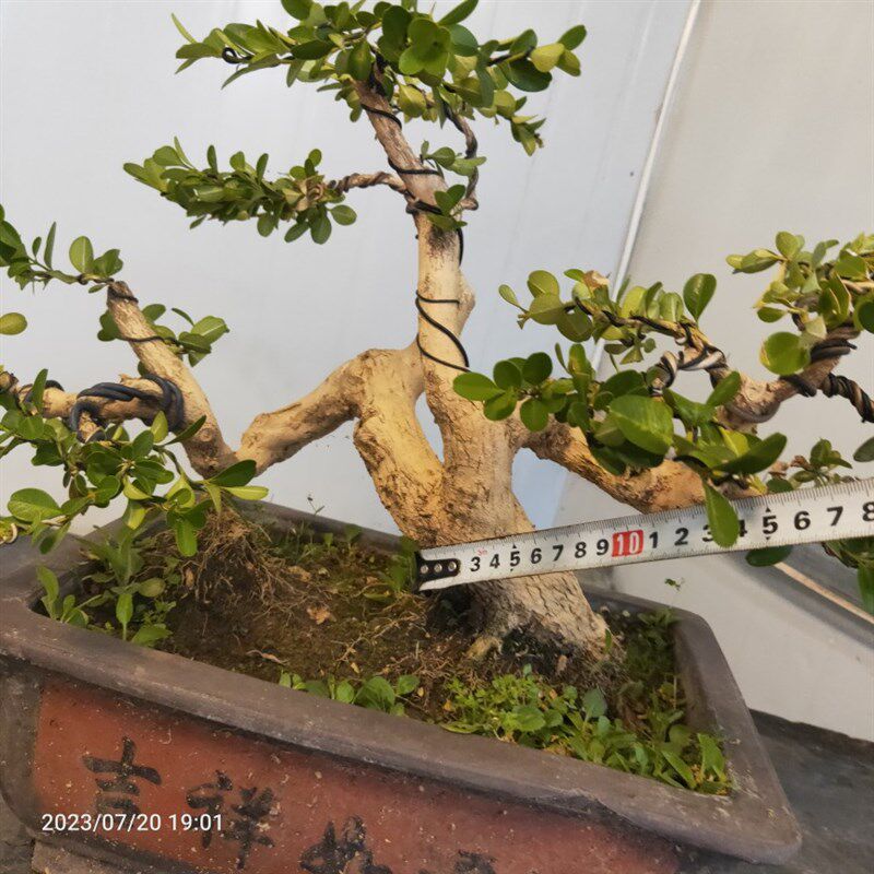瓜子黄杨盆景老桩童子功老盆口邻水式G过桥式四季常青阳台庭院茶