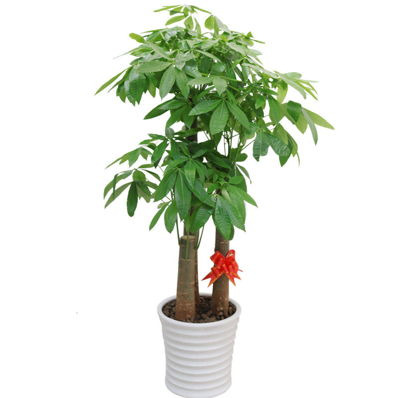 发财树西安d同城大型室内花卉绿植客厅净化空气开业乔迁送植物包
