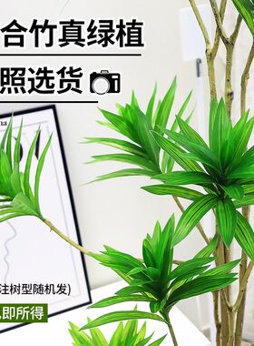 百合竹客厅真f绿植室内大型盆栽绿色植物金边百合树龙血树轻奢好