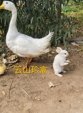 标本模型制作鹅标本o仿真白鹅大鹅山鸡真羽毛教科道具摆件家禽动