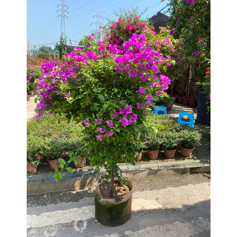 重庆绿植配送三角梅阳台家庭盆栽大型植K物客厅盆景爬藤花卉绿植