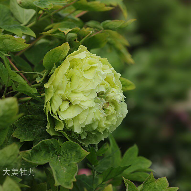 绿牡丹 洛阳h大美牡丹基地直发 露台花园庭院地栽耐寒花卉