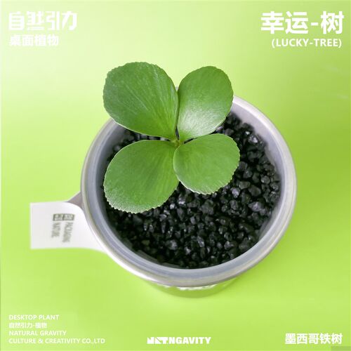 自然引力-幸运树墨西哥幸运草创意绿植办N公室桌面绿植室内好养