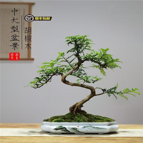 造型胡椒木盆景清香木老桩中式室B内庭院茶室四季常青绿植真树盆