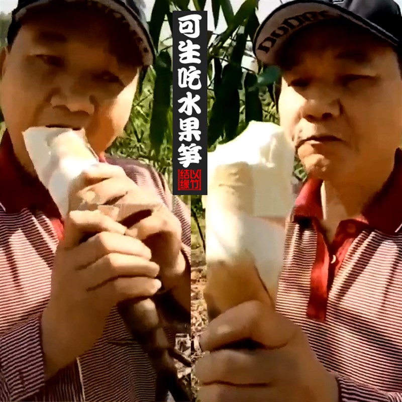 勃氏甜龙竹水果笋竹子苗曼歇甜龙甜竹笋N种植苗竹有缘基地直销图片