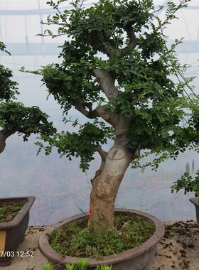绿植盆栽耐寒对节白蜡造型盆景z易成活大树型喜阳庭院茶几阳台包