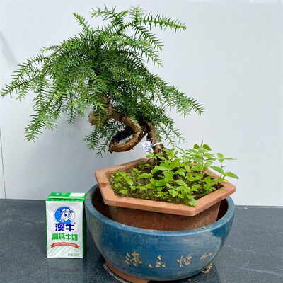 澳洲杉盆栽不老松盆景室内t客厅桌面绿植四季常青净化空气好养植