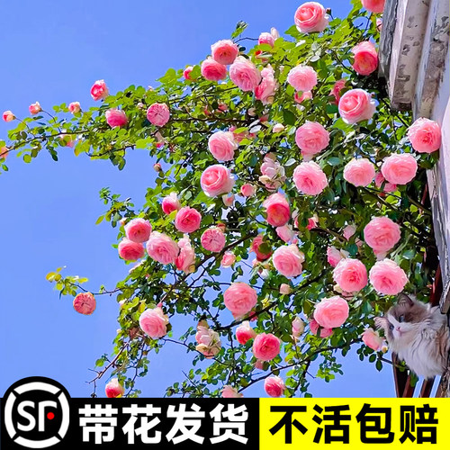 速发粉色龙沙宝石蔷薇爬藤苗月季花本盆栽四季浓香植瑰花卉玫物庭