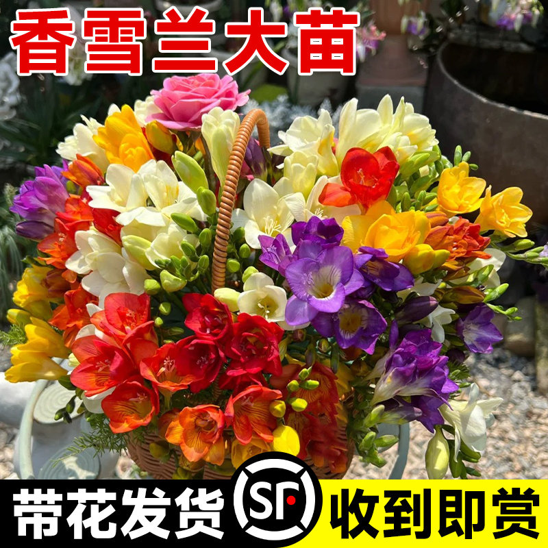 速发香雪兰盆栽玛格丽特苞花四重瓣混色种球小苍兰室内带季开花卉