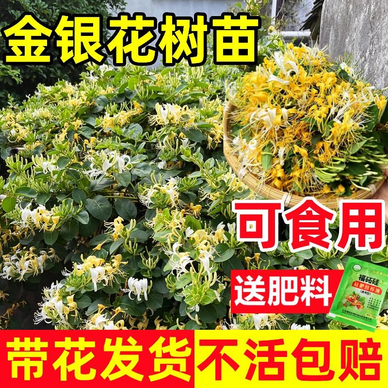 速发可食用金银花浓香四季开花卉盆栽台庭物爬带植院老桩藤花苞