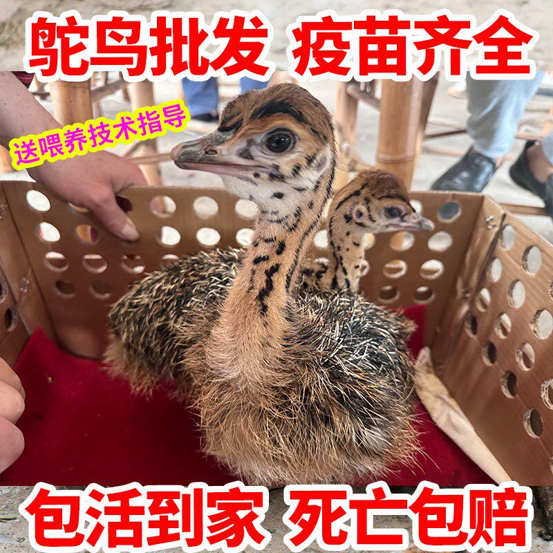 速发鸵鸟幼鸸鸵对活苗非洲一鸟幼崽苗鹋脱温鸵鸟成年鸵鸟