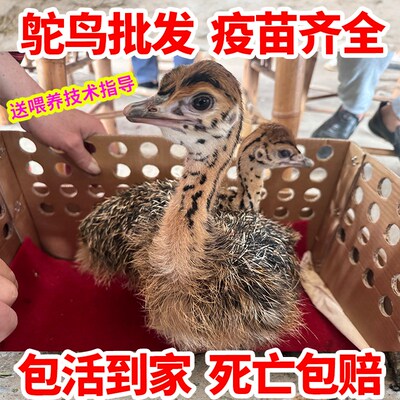 速发鸵鸟幼鸸鸵对活苗非洲一鸟幼崽苗鹋脱温鸵鸟成年鸵鸟