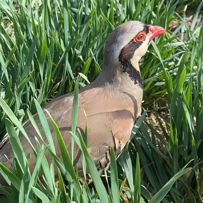 速发鹧鸪石鸡鸡呱鸡飞龙鸟嘎啦朶拉呱鹧鸪年活苗成鸡一对包活