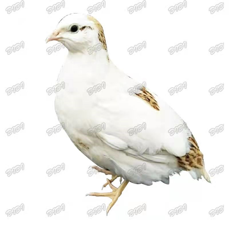 速发繁鹑下蛋白沙维鹌鹑台养白羽维莎白鹌殖鸟活物