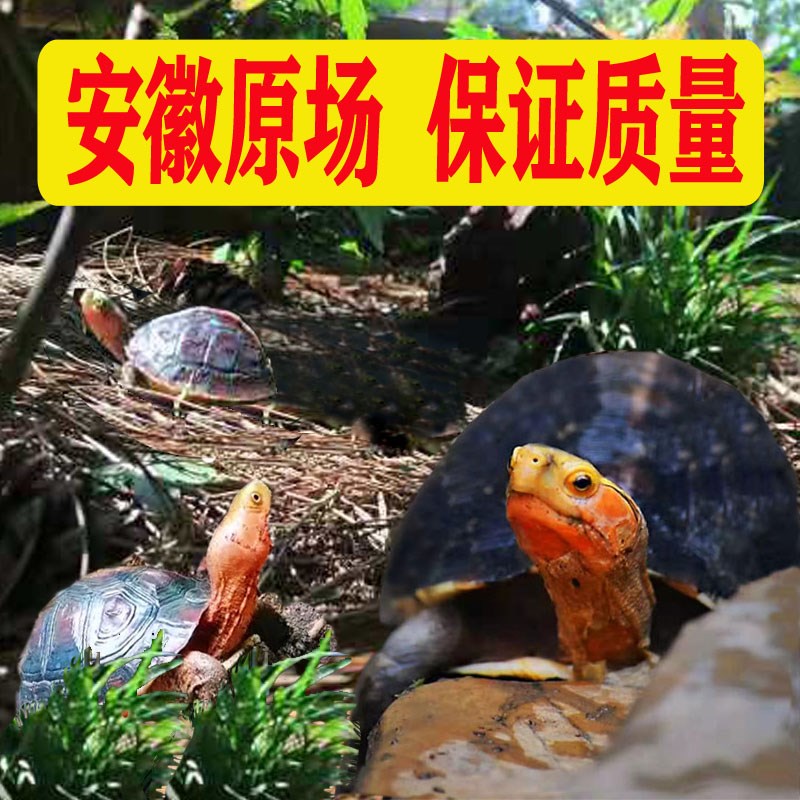 黄缘龟幼龟苗闭壳龟高背红脸细纹自然冬眠安徽真纯种精品安缘龟