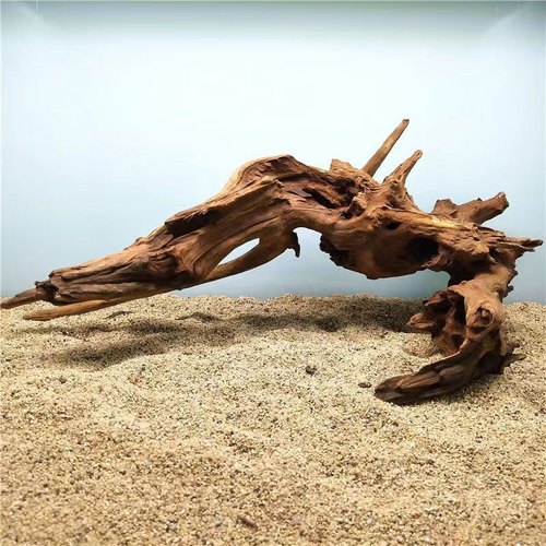 爬宠缸造景沉木树蛙睫角守宫鬃狮雨林缸雨缸装饰小珊瑚木凤梨树根