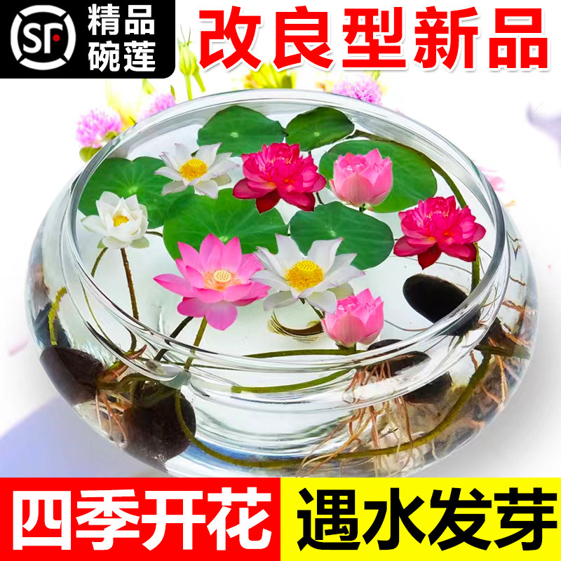 速发碗莲水培植物花卉室花内好养四季开花籽水养荷花睡莲盆栽绿植