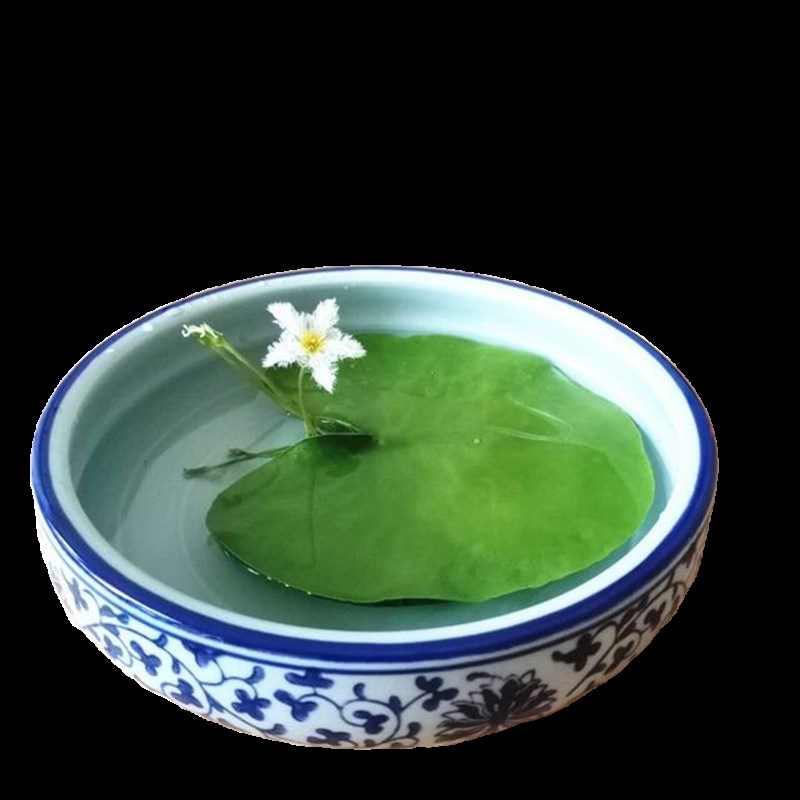 现货速发一叶莲碗莲水生花卉水培植物室内台四季开花盆栽鱼缸浮生